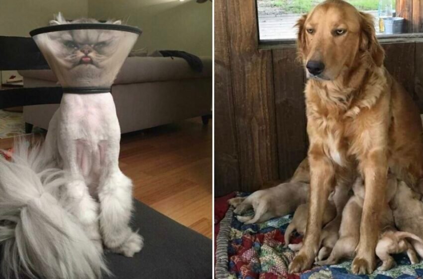 23 fois les animaux (et parfois les gens) ont résigné hilarant à leur sort de «This is My Life Now» sur Reddit