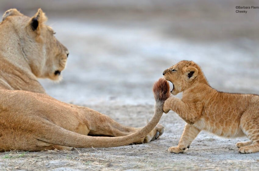  17 délicieuses comédies pour la photographie de la faune et les sorties