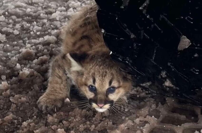  Cougar Cubs repéré dans le Michigan pour la première fois en plus d’un siècle