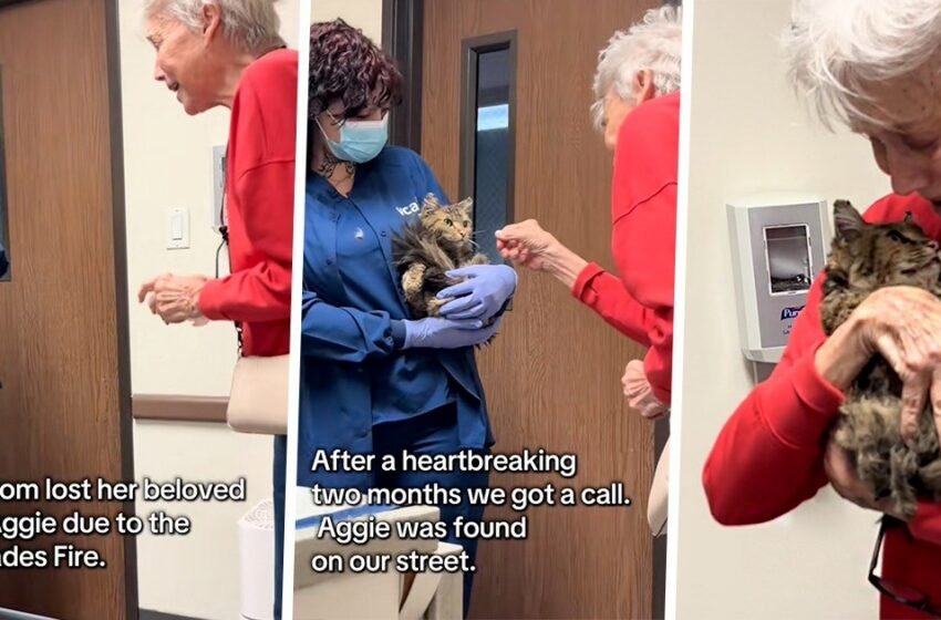  Grand-mère au cœur brisé qui a perdu son chat bien-aimé pendant le feu des Palisades se réjouit quand ils se retrouvent 2 mois plus tard: « You Resilient Beauty! »