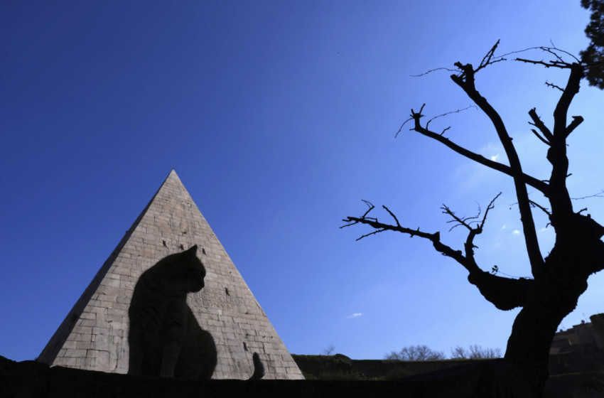  Photoshop This Cat Shadow (Photoshop)