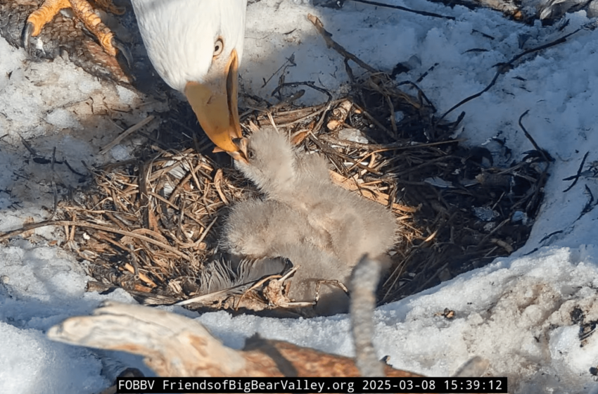  Le troisième Eaglet de Jackie et Shadow a atterri