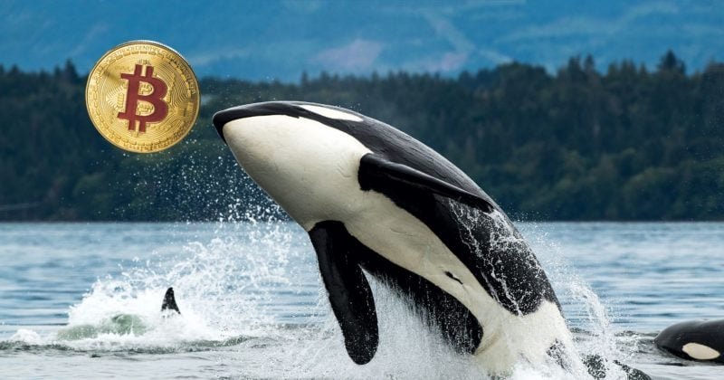  Bitcoin Short Whale accusé de jeu de fonds volés: Zachxbt