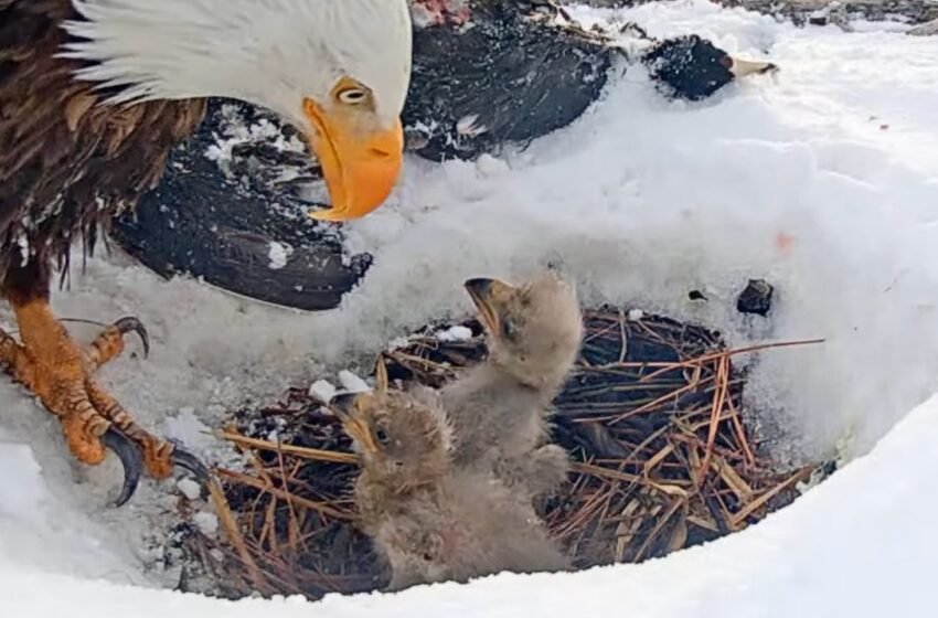  Seulement 2 aiglets vus sur une caméra en direct à tête bombardée après une tempête de neige