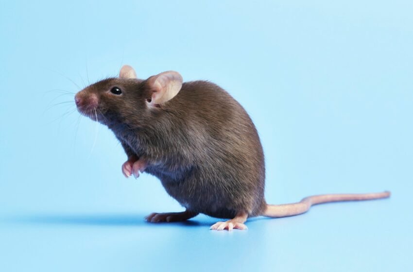 Poux avec le cerveau de souris pendant les relations sexuelles conduit à une découverte inattendue