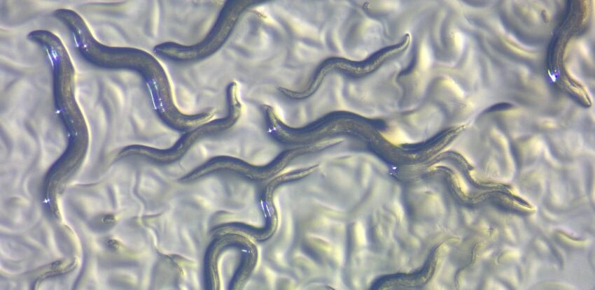 Une protéine dans les cerveaux de vers masculins leur fait risquer leur vie pour le sexe: ScienceAtt