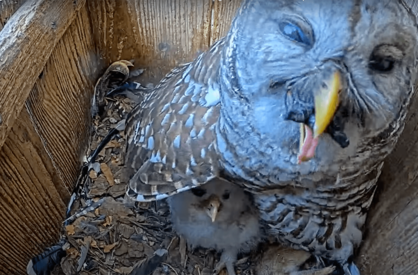 Regardez un hibou essayer de manger une tortue entière