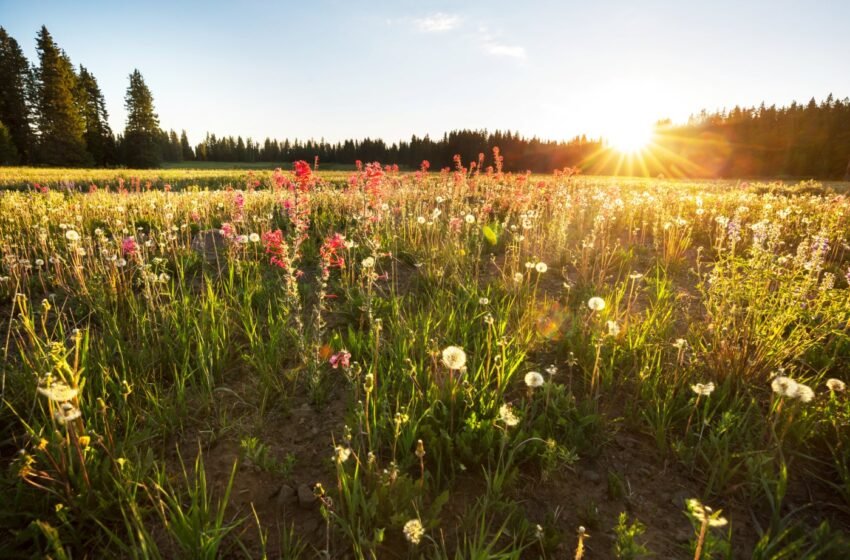 «L’IA est fondamentalement incompatible avec la durabilité environnementale»