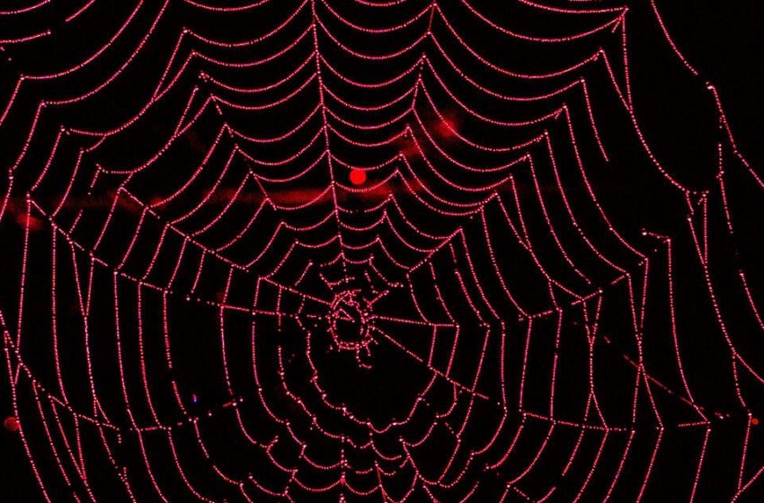  Scientifiques Gene-Hack Spider pour produire de la soie rouge vif