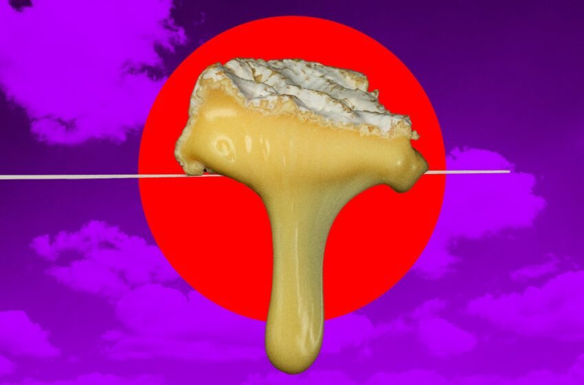  Le changement climatique ruine le fromage, les scientifiques et les agriculteurs avertissent