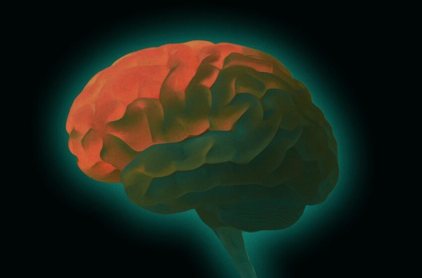 Les scientifiques ont intrigué à découvrir que les cerveaux humains brillent faiblement