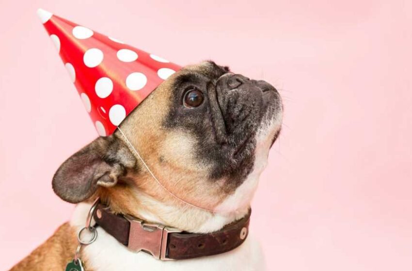  J’ai codé par vibe une application d’anniversaire de chien. Nous avons encore besoin de développeurs. – Computerworld