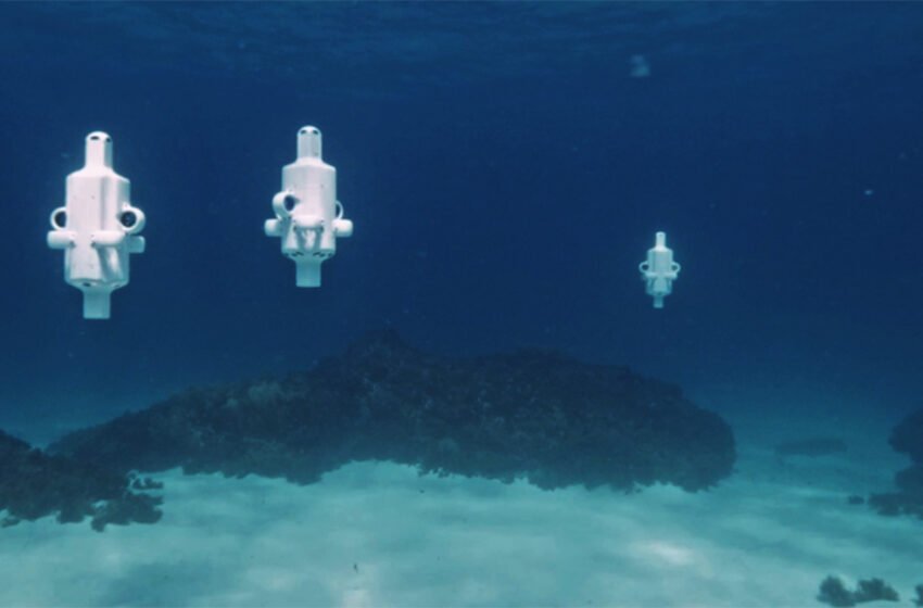  Inside Discovery de la perte de corail de la navigation avancée dans les récifs les plus au sud du monde